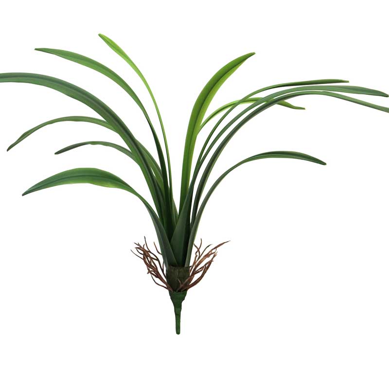 Dračinec - Dracena Marginata zelený