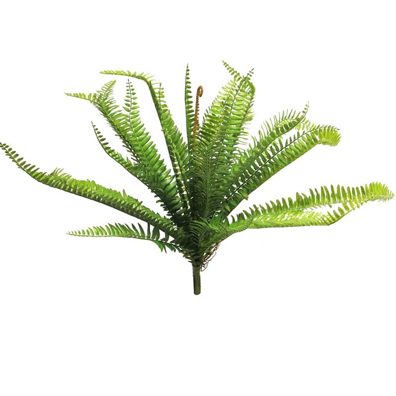 Kapradina (fern) Bush Gilbert 50cm