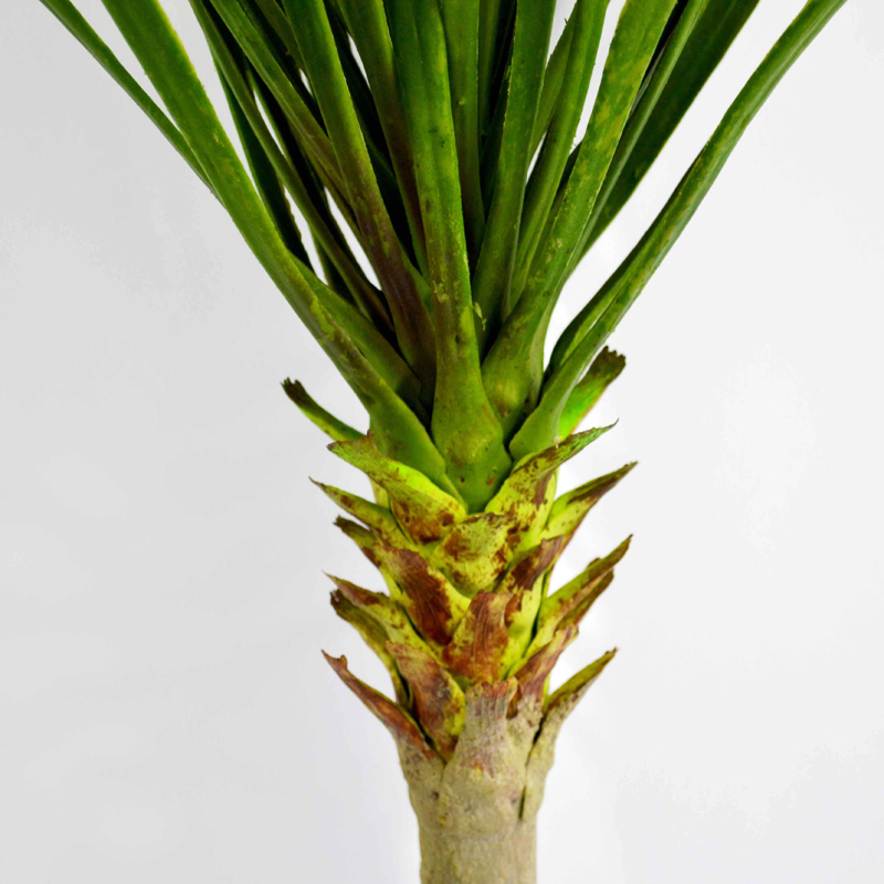 Yucca