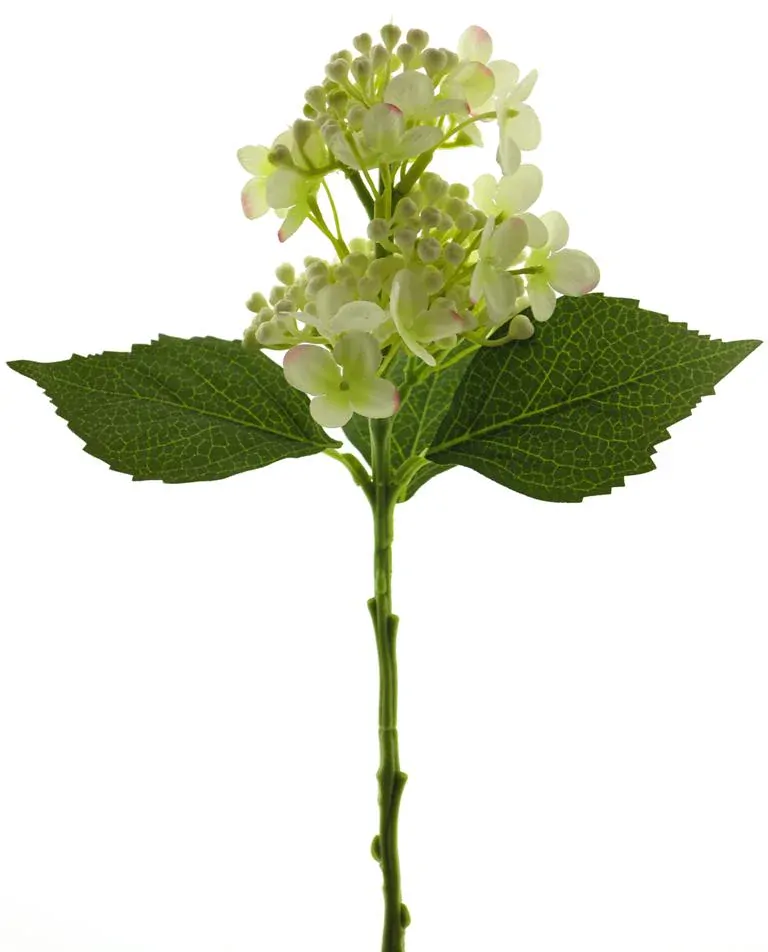 Hortenzie - Hydrangea (spray) krémová V38 cm (N936820)