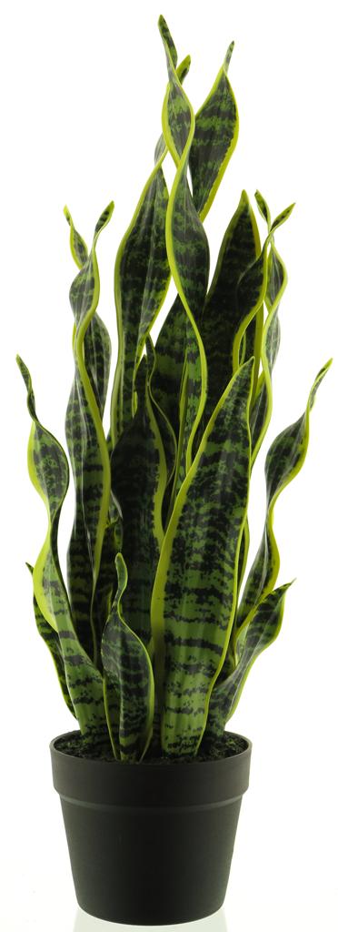 Sansevieria v květináči zlutá/zelená V71 cm
