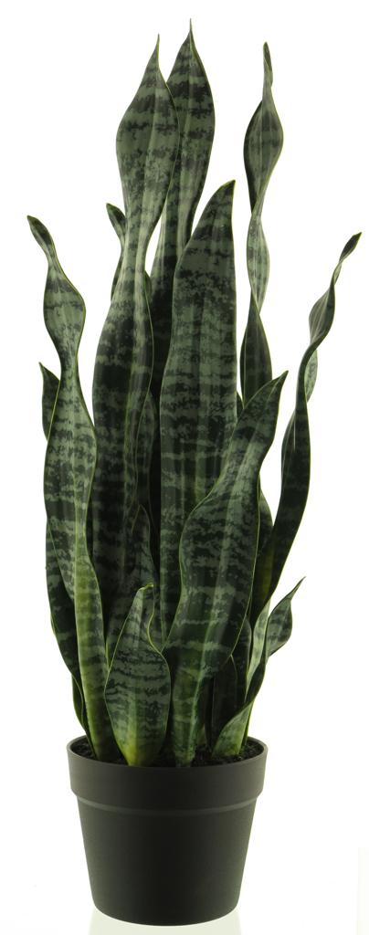 Sansevieria v květináči zelená 71 cm
