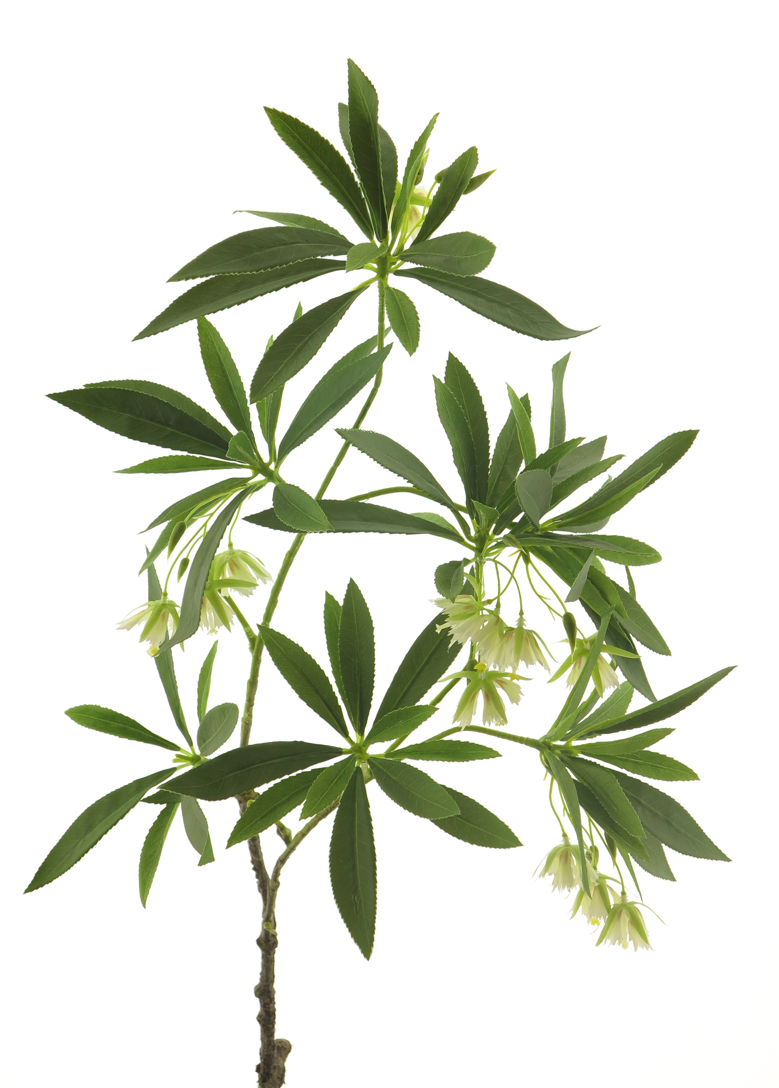 Passifiora krémová v90 cm (N134150)