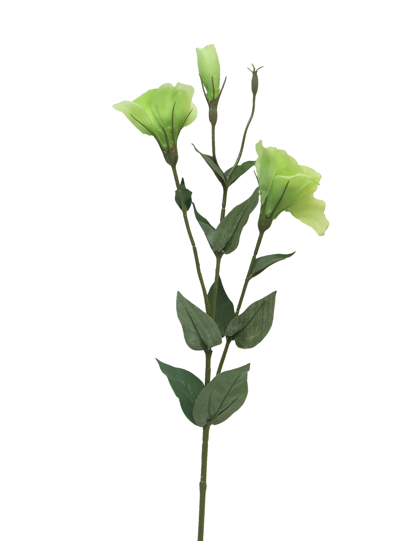 Jicnovka - Eustoma 'Bastile' zelená v 58 cm (N124921)