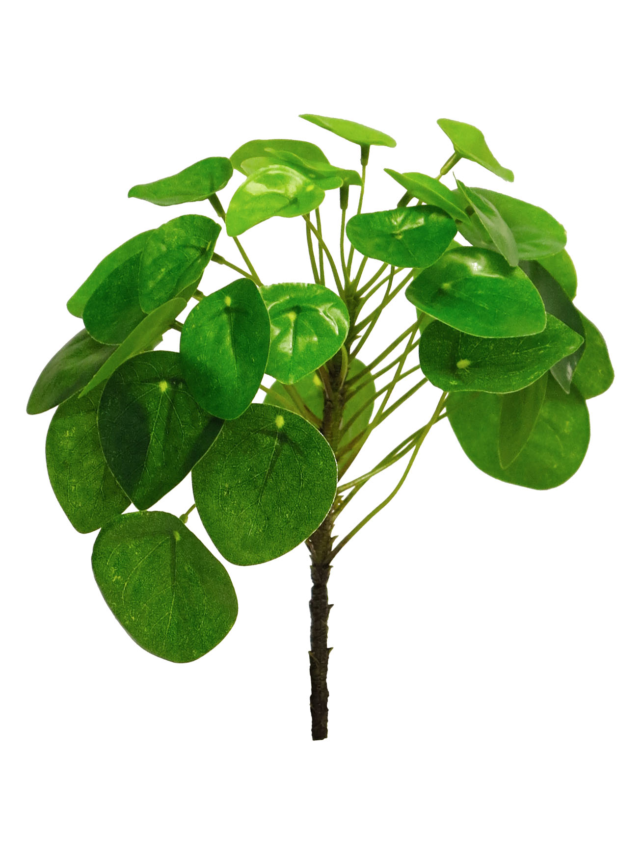 Pilea Peperomioides zelená v23 cm (N317671)