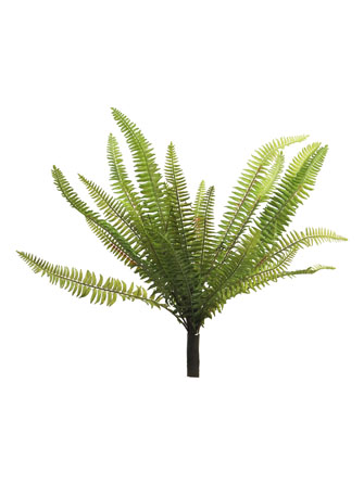 Kapradina Ledviník - Nephrolepis Boston zelený 40 cm (N318551)