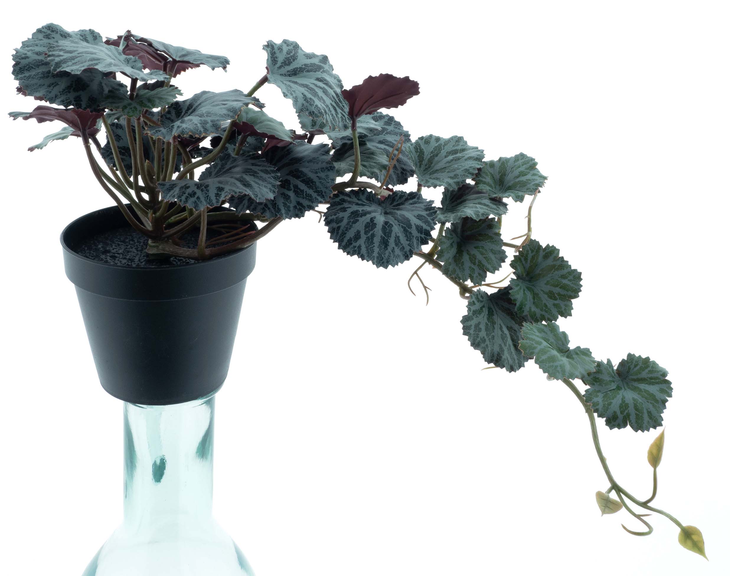 Saxifraga rostlina v květináči zelená 51 cm (N326481)