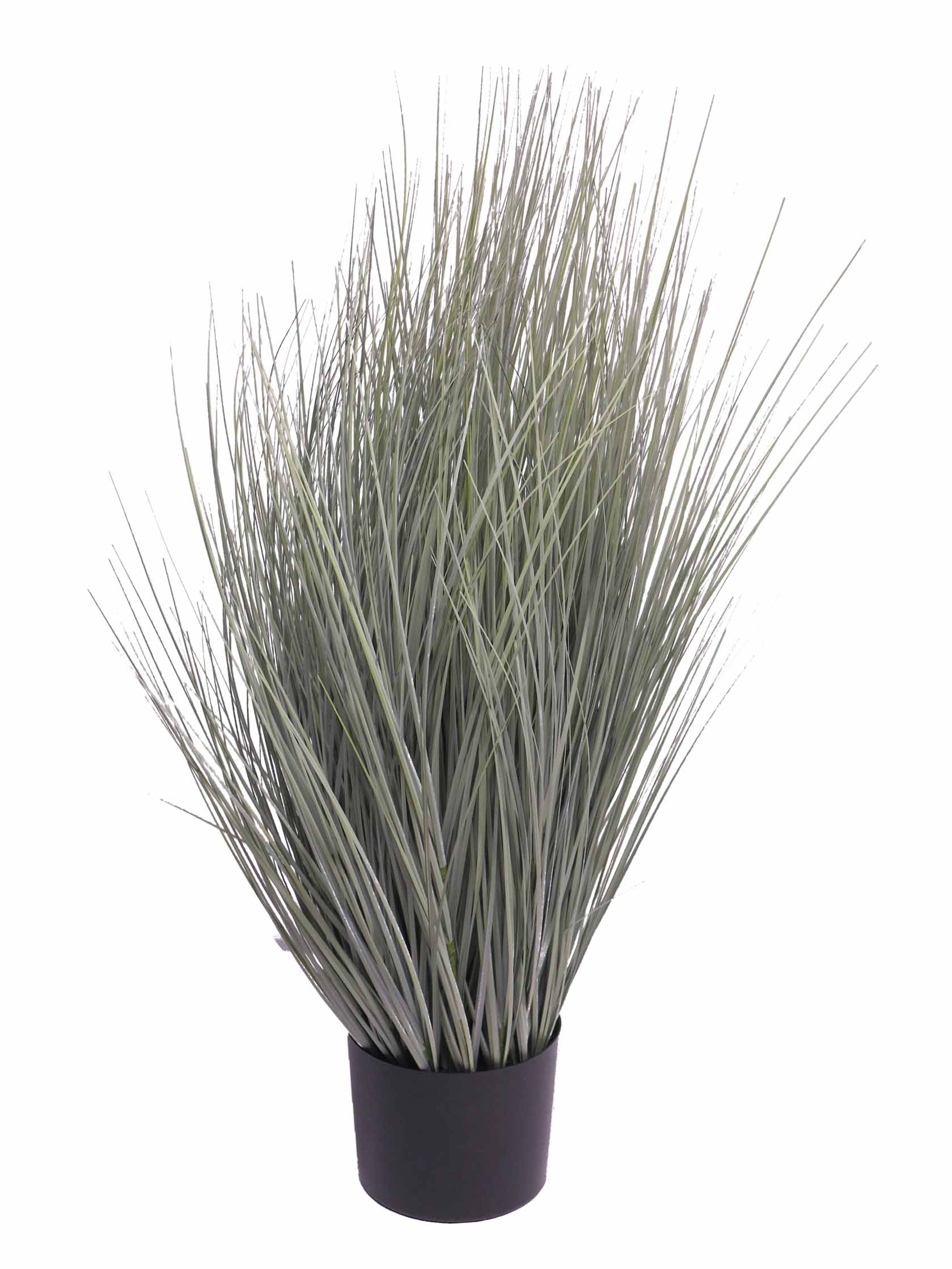 Tráva King Festuca v květínác zelenái v89 cm (N516559)