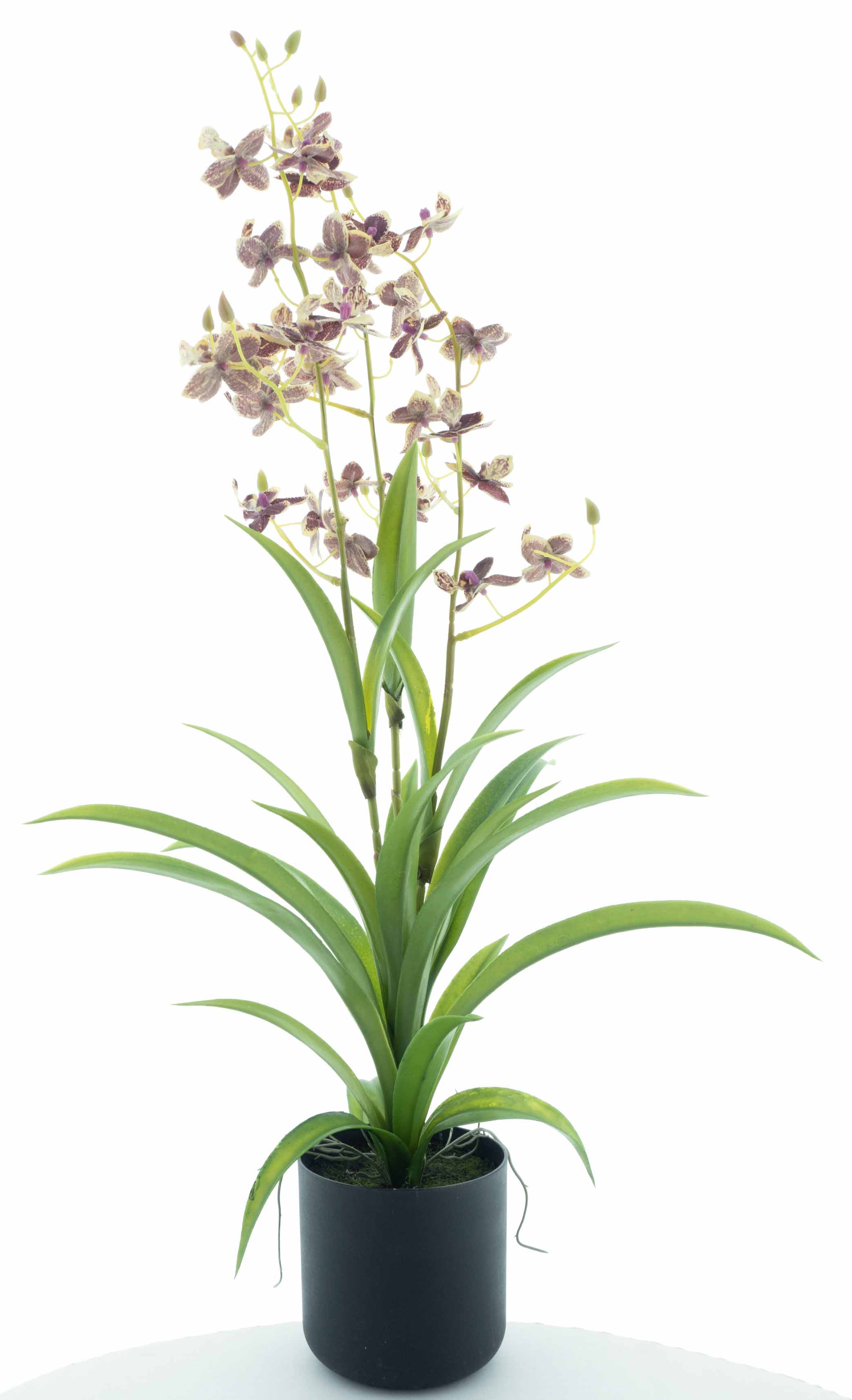 Orchidej (phalaenopsis) Dendrobium v obalu červený/zelený 70 cm (N520843)