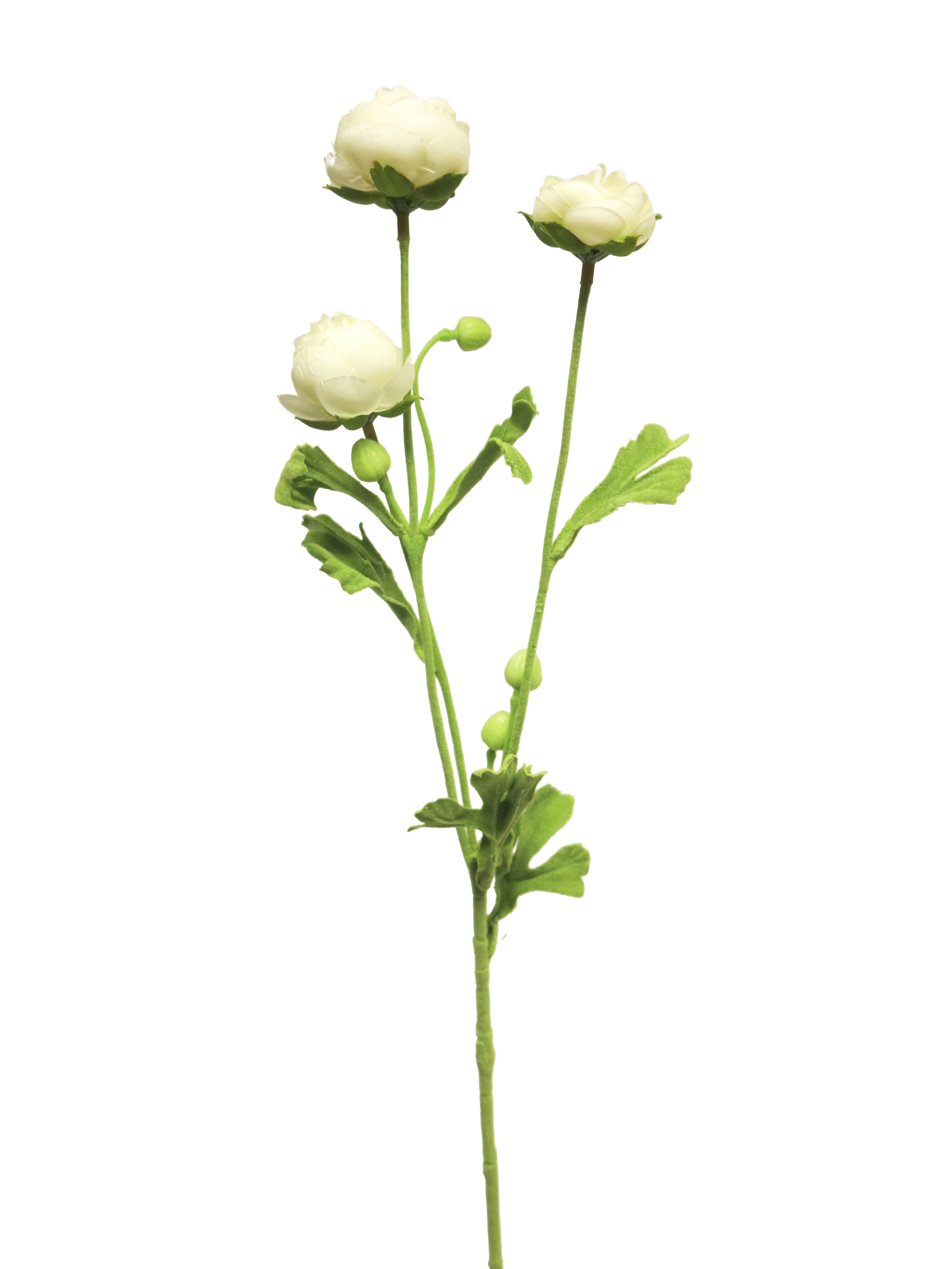 pryskyřník - ranonculus mini bilý v68 cm (N926180)