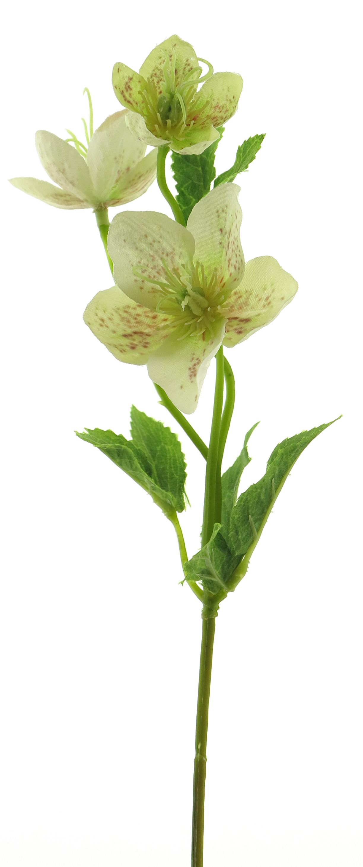 Čemeřice - Helleborus zelená v34 cm (N937891)