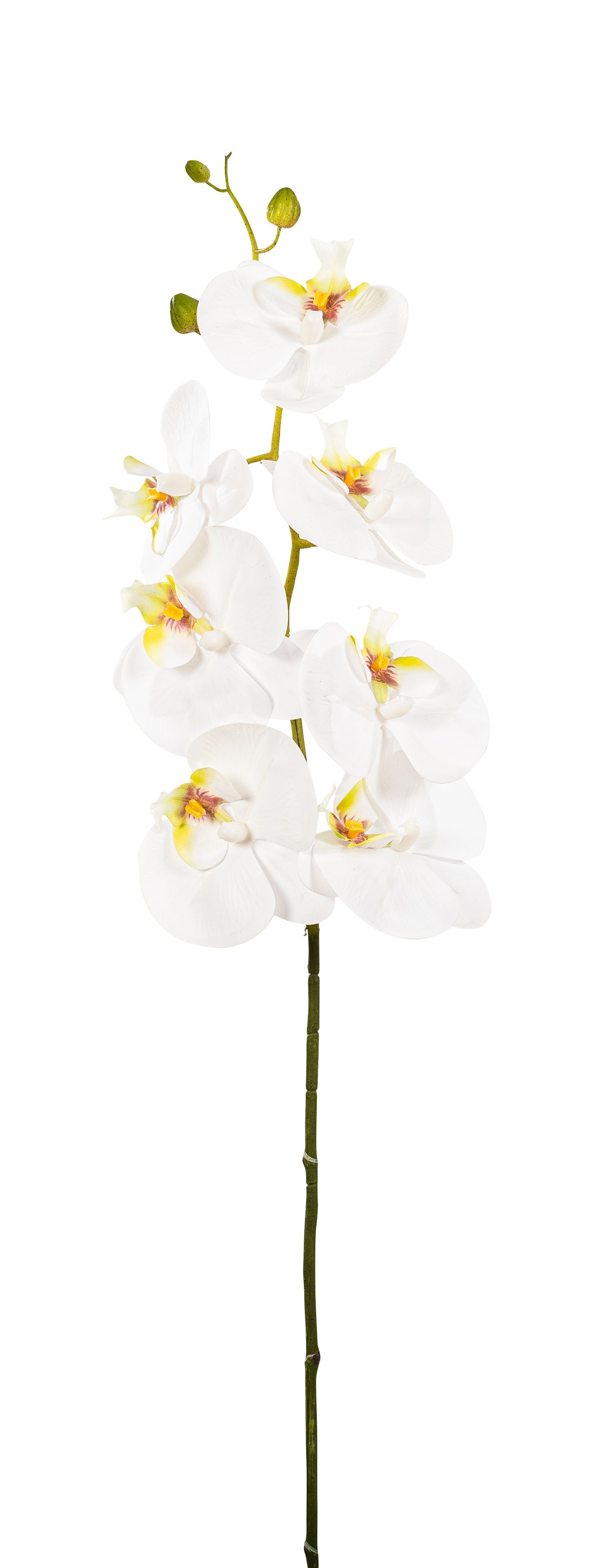 Orchidej (phalaenopsis) (x10) bílá v90 cm (FB106607108)