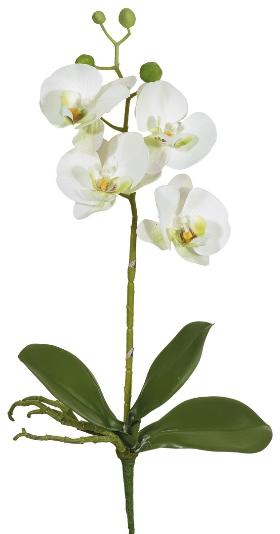 Orchidej (phalaenopsis) s kořeny (x8) bílá v40 cm (FB206616102)
