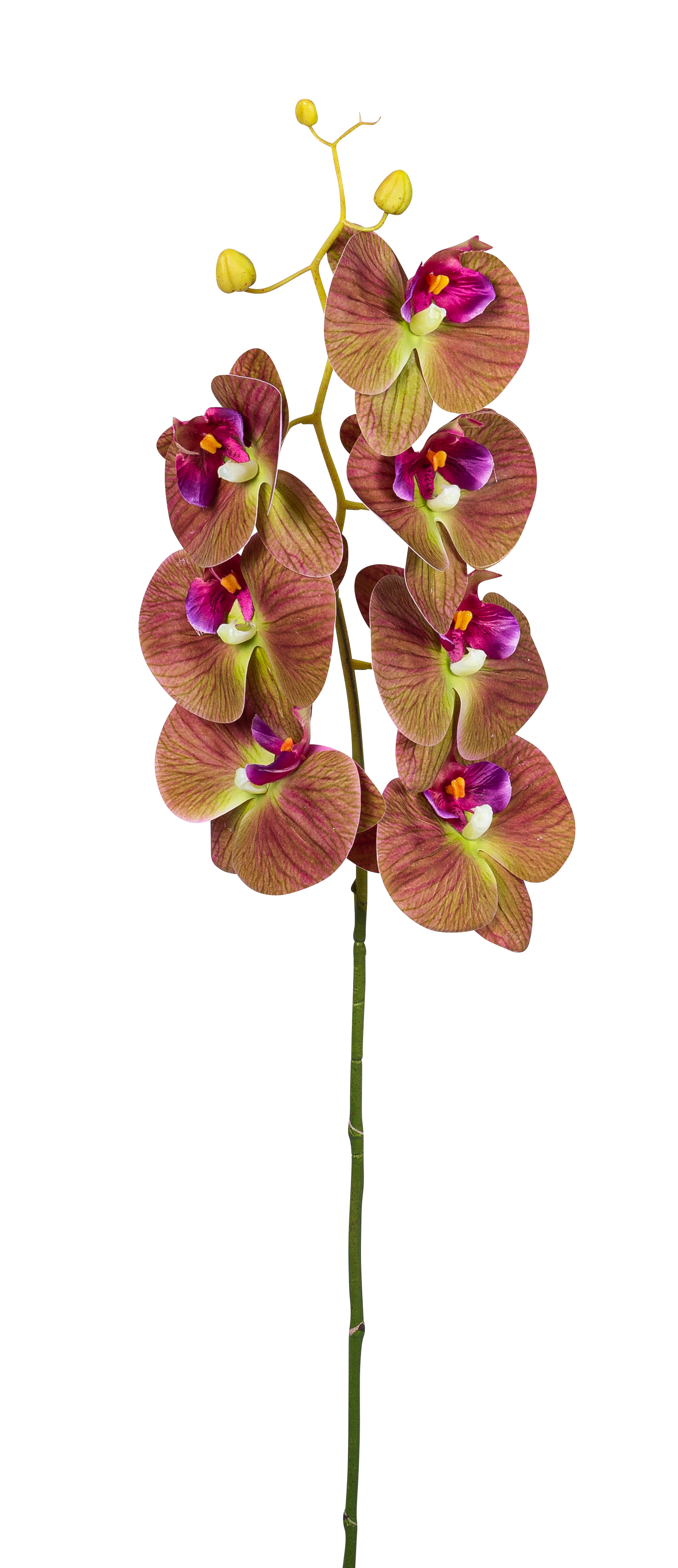 Orchidej (phalaenopsis) (x10), fialový v90 cm (FB206640558)