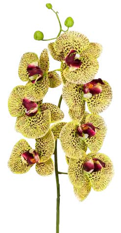 Orchidej (phalaenopsis) (x10) zlutá v90 cm (FB206650807)