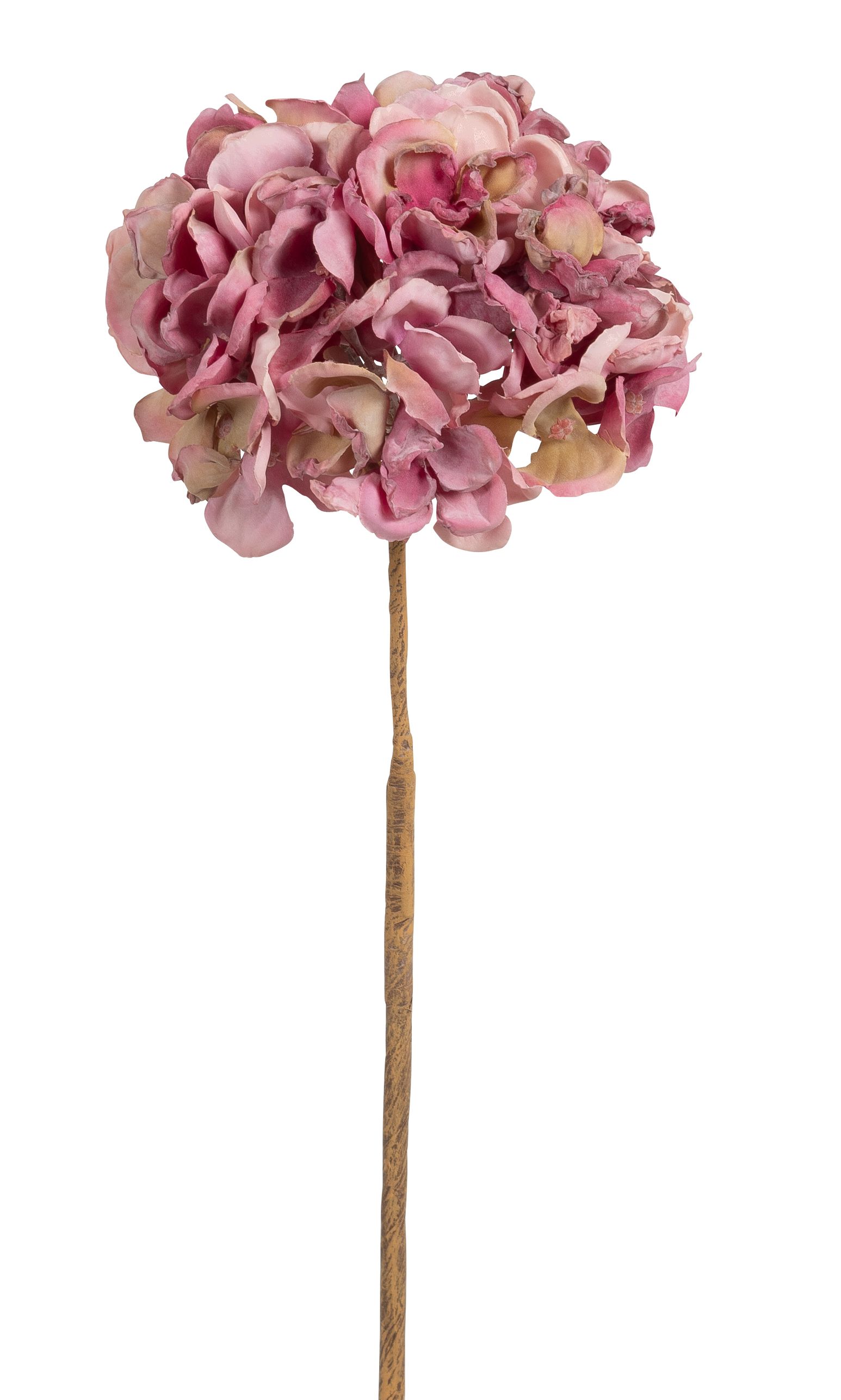 Hortenzie - Hydrangea růžová V57 cm
