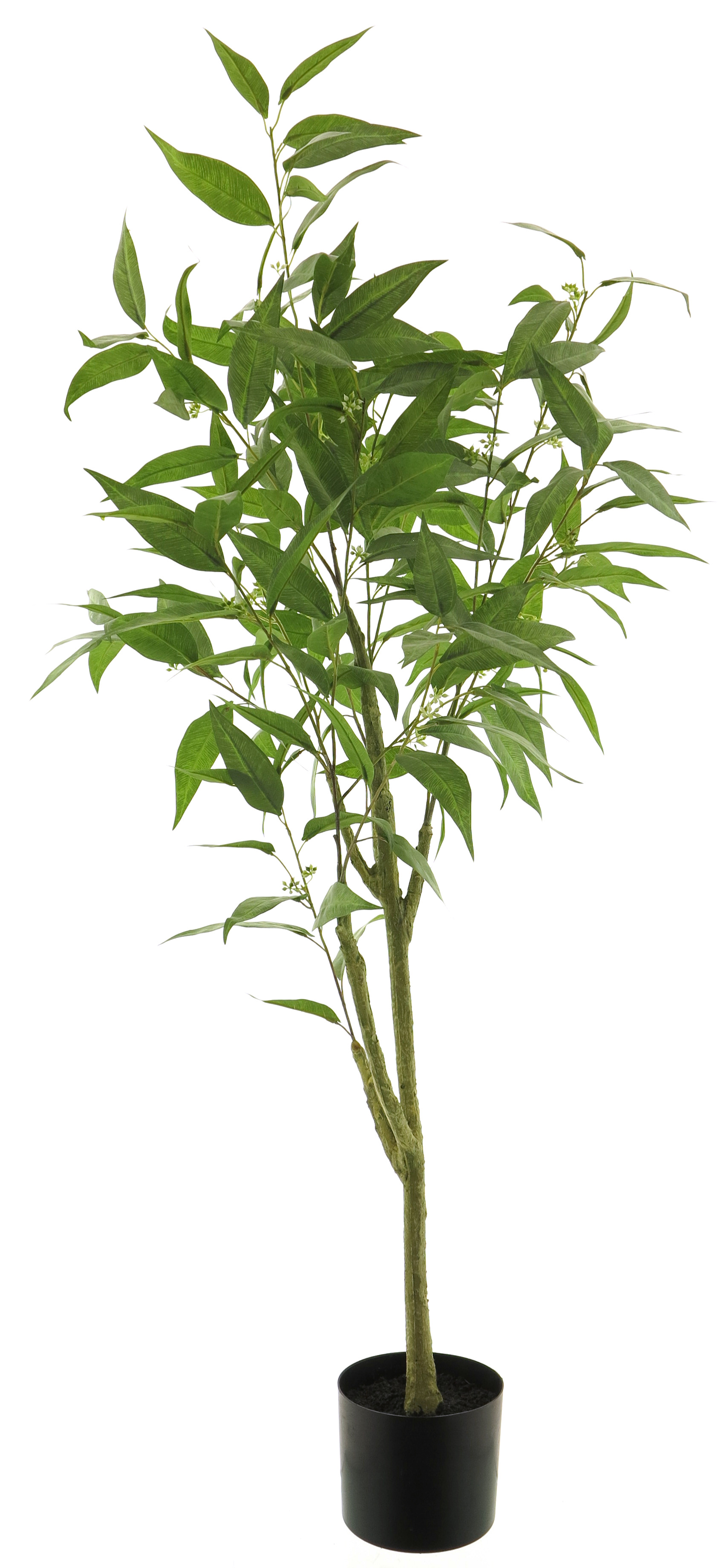 Fíkus - Ficus 'Longifolia' v květináči zelený V120 cm