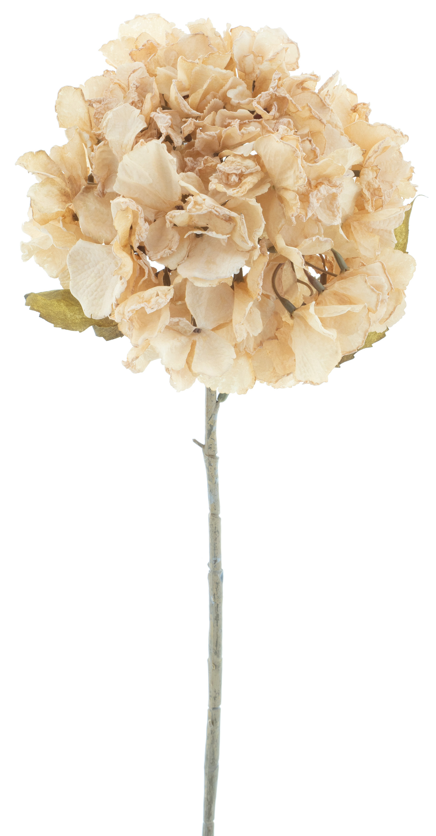 Hortenzie - Hydrangea 'Espoo' krémová V81 cm
