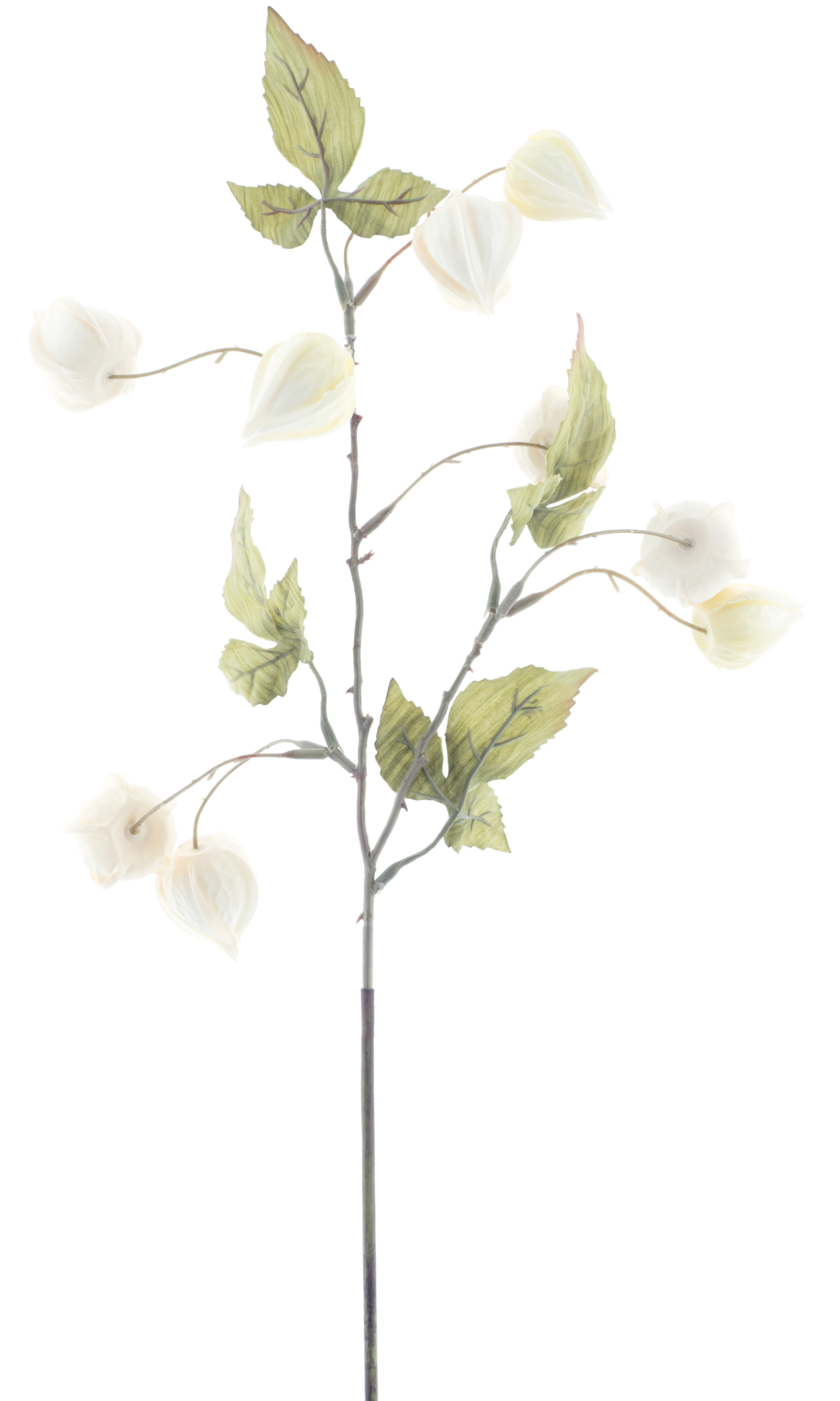Mochyně - Physalis ovocní spray 'Lahja' krémová V54 cm