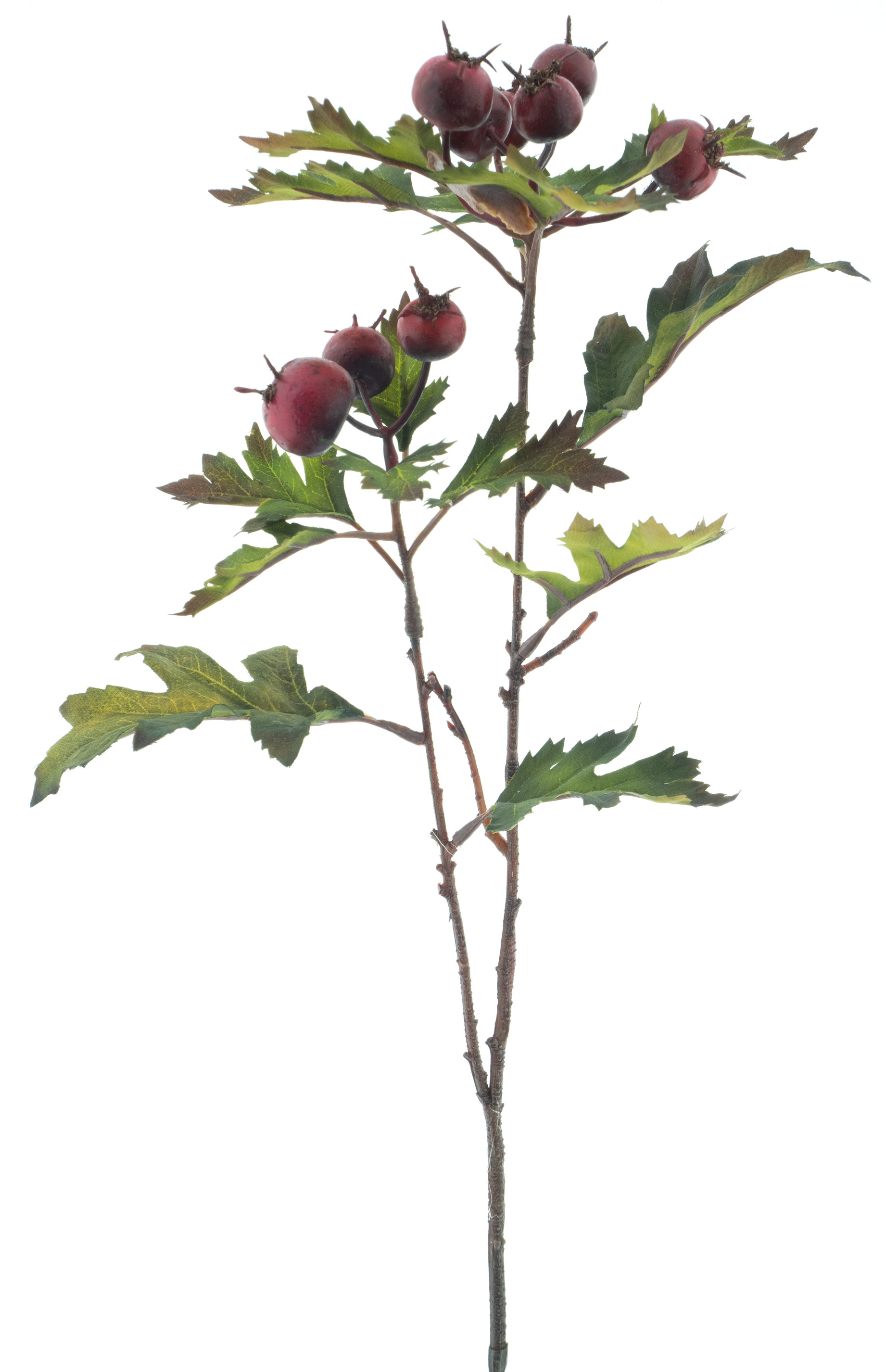 Hloh - Hawthorn červený (spray) V62 cm