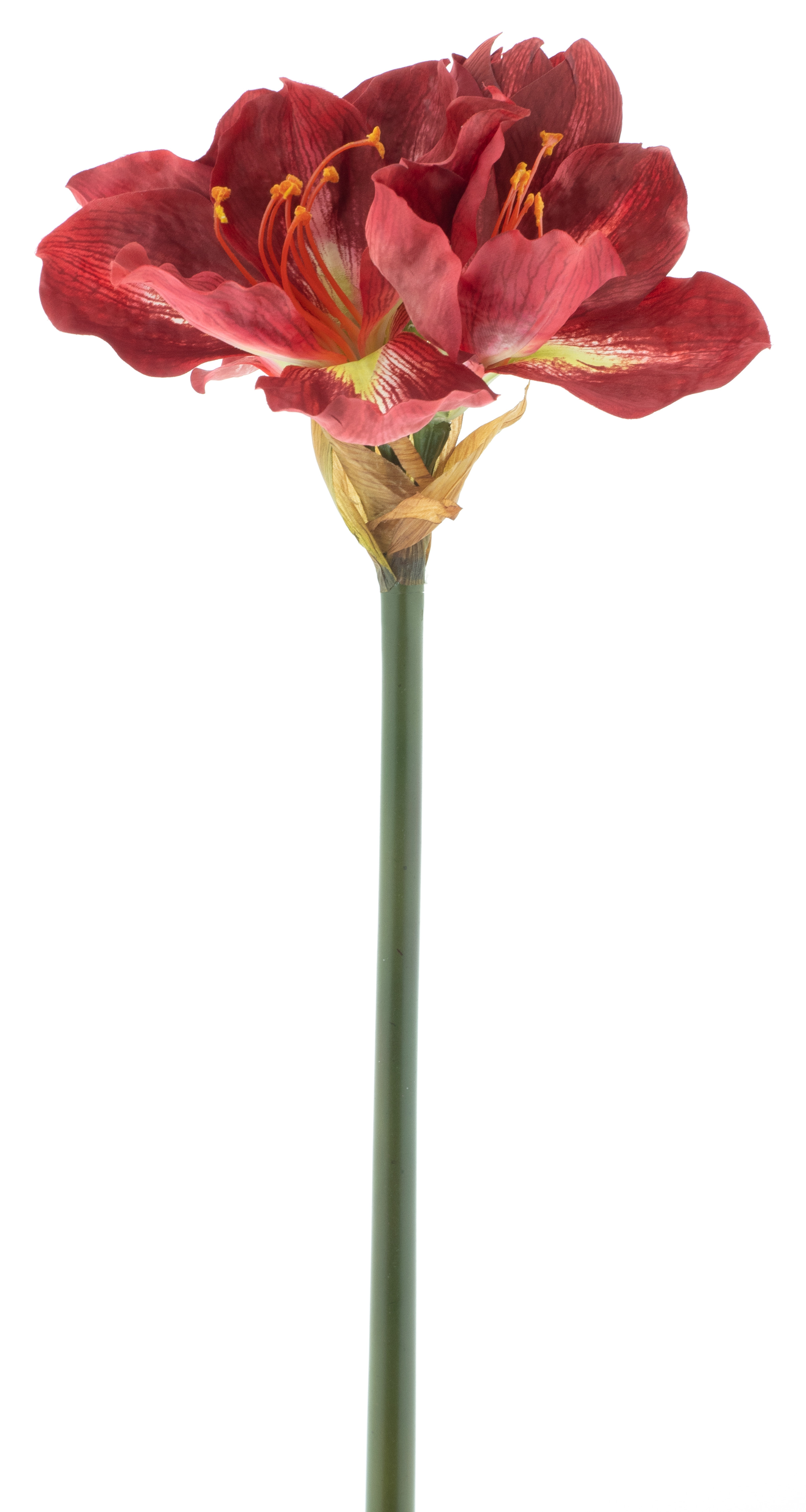 Hvězdník - Amaryllis / Hippeastrum 'Geta' červený (burgundy) V82 cm