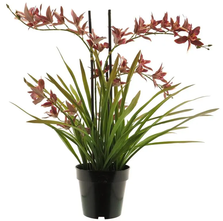 Orchidej (phalaenopsis) rostlina v květínáci růžová 71 cm (N519767)