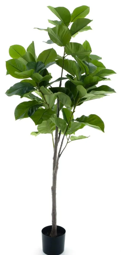 Fíkus - Ficus benghalensis v květináči zelený V170 cm (N520671)