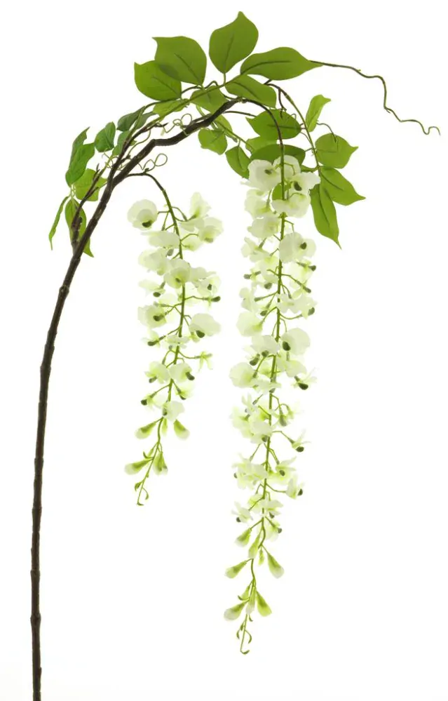 Vistárie - Wisteria alara krémová v142 cm (N934400)