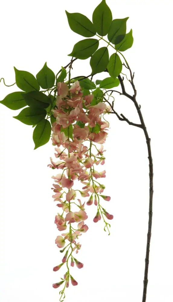 Vistárie - Wisteria alara starorůžová v142 cm (N934408)