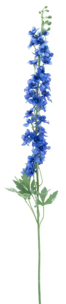 Stračka (Ostrožka) - Delphinium 'Akana' modrá V125 cm (N957284)