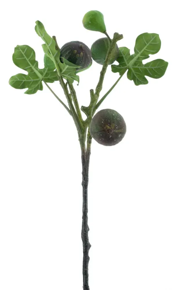 Fíkus - Ficus 'Carica' zelený V59 cm (N968371)