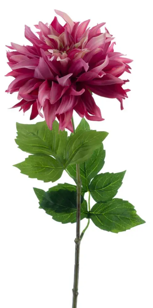 Jiřinka - Dahlia 'Mumba' červená (beauty) V63 cm (N968716)