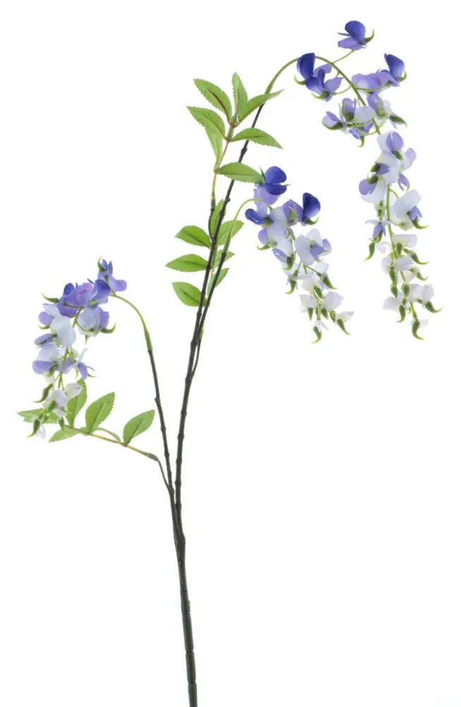 Vistárie - Wisteria fialová V92 cm (N968906)