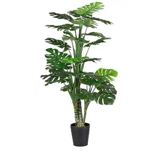 Monstera v květináči zelená V160, P80 cm