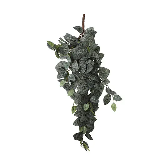 Fitónie - Fittonia závěsná zelená D54, Š20, V15 cm (A1074941)
