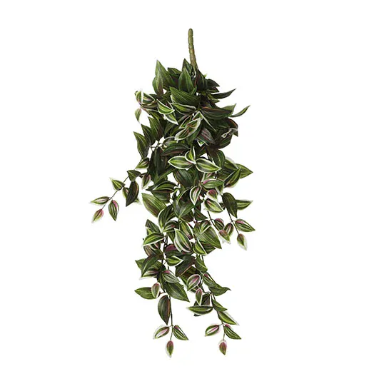 Voděnka - Tradescantia závěsná zelená D54, Š20, V15 cm (A1074942)