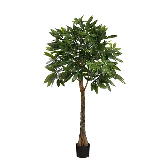 Kaštan pro štěstí - Pachira v květináči zelená V120, P50 cm