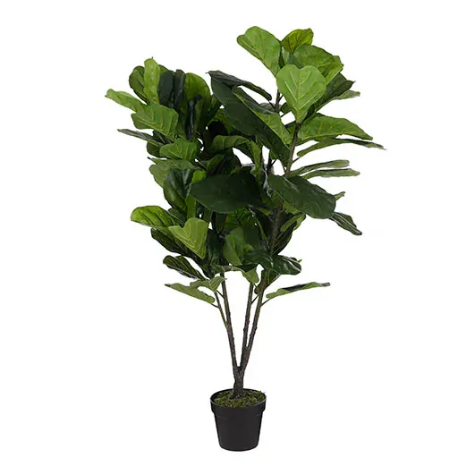 Fikus - Ficus lyrata v květináči zelený V150, P80 cm