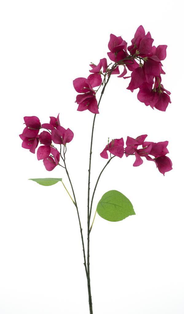 Bugenvilea 'Ibiza' červená (beauty) V102 cm