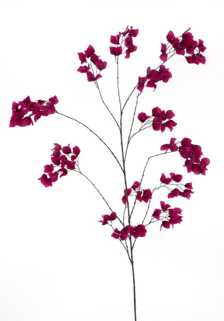 Bugenvilea 'Ibiza' červená (beauty) V175 cm
