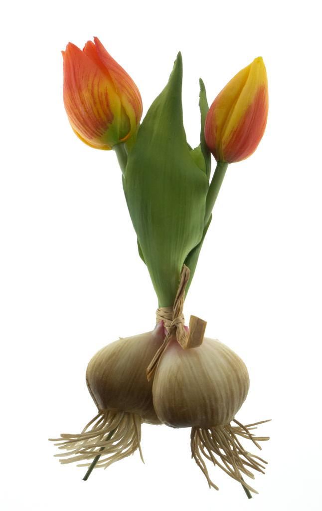Tulipán 'Sally' svazek s cibulkou oranžový V18 cm