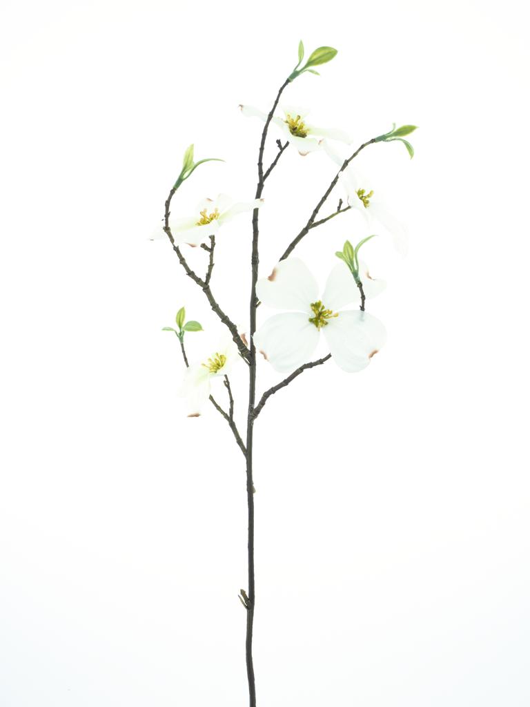 Dřín (Dogwood) krémový V67,5 cm