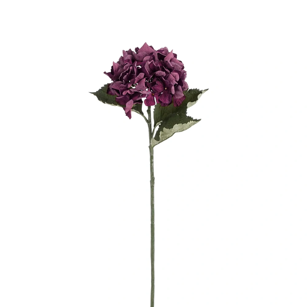 Hortenzie - Hydrangea fialová V161 cm
