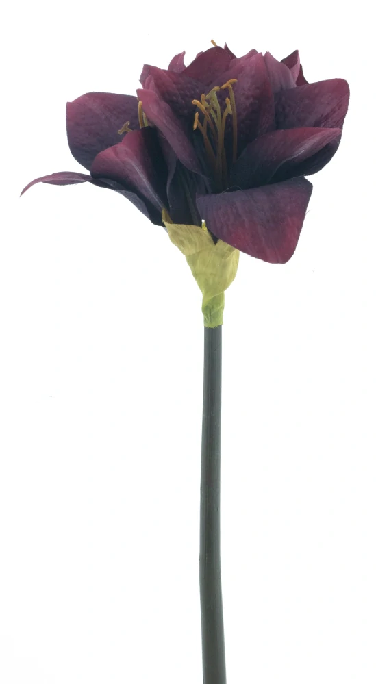 Amarylka větvička „Moonshine“ vínová 52 cm