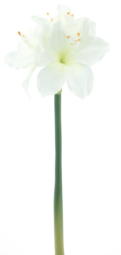 Amarylka větvička „Rabat“ krémová 40 cm