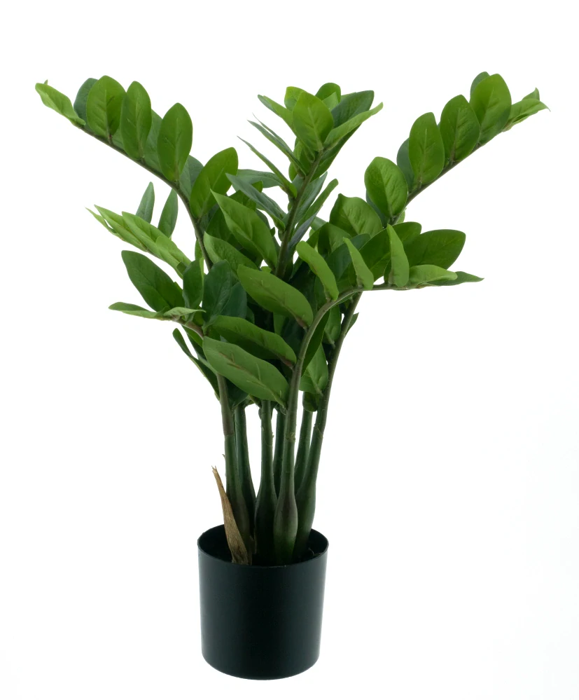 Zamioculcas v květináči zelený 60 cm