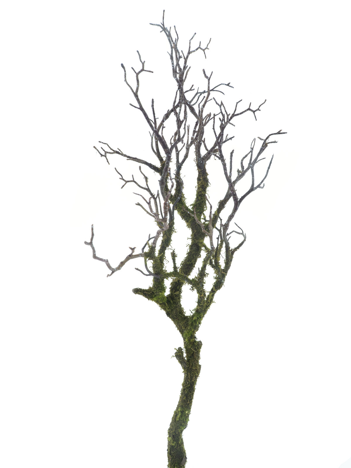 Mechová větev 'Aast' zelený v95 cm