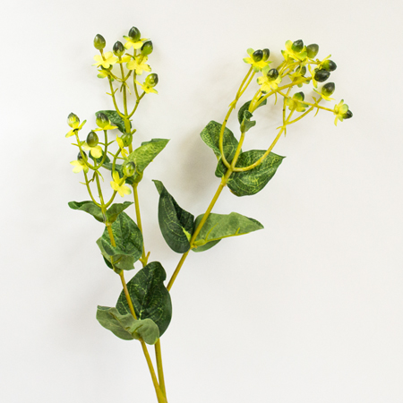 Hypericum hidcote black 70cm