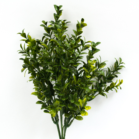 UV LIgustrum Sunrise