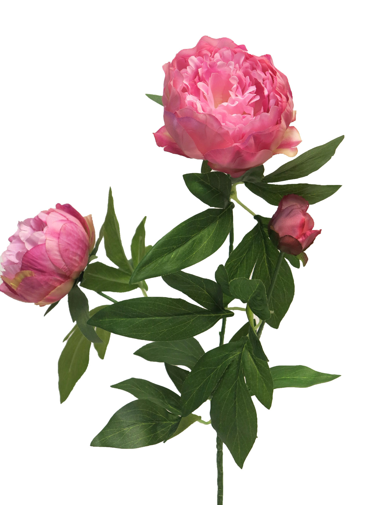 Peony mauve duchesse